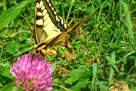 DSC_3631-01 klein.jpeg